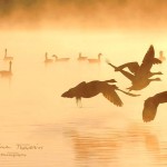 10,000 Miles. Geese at Sunrise in Fog. Copyright image by Photographer Mina Thevenin