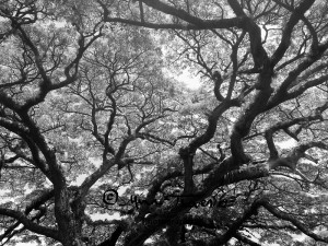 © Saman Tree in St Kitts, Caribbean. Photograph by Mina Thevenin