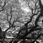 © Ancient Saman Tree. Photograph by Mina Thevenin